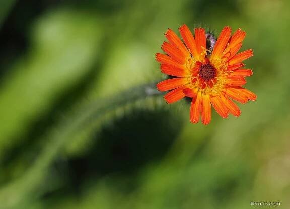 Chlupáček oranžový (Pilosella aurantiaca)