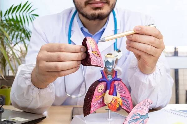 mužský lékař vypadá anatomicky model plic v klinické místnosti. práce jako lékař během pandemie covid 19 konceptu. - plicní embolie - stock snímky, obrázky a fotky