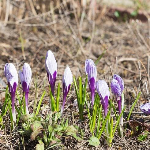 Krokus Striped Beauty - Crocus vernus - hlízy krokusů - 3 ks