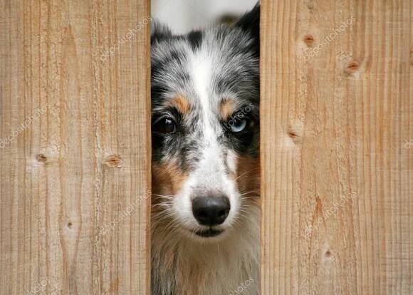 Šeltie blue merle