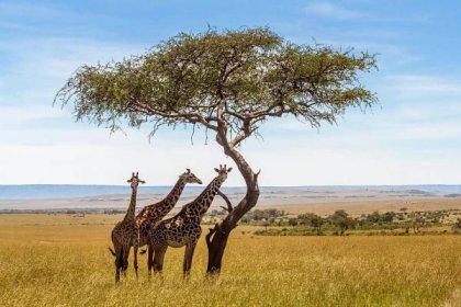 tři žirafy pod akátovou stromem - giraffe - stock snímky, obrázky a fotky