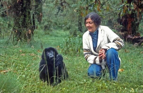 In the footsteps of Dian Fossey and Jane Goodall - Kibo Slopes Safaris