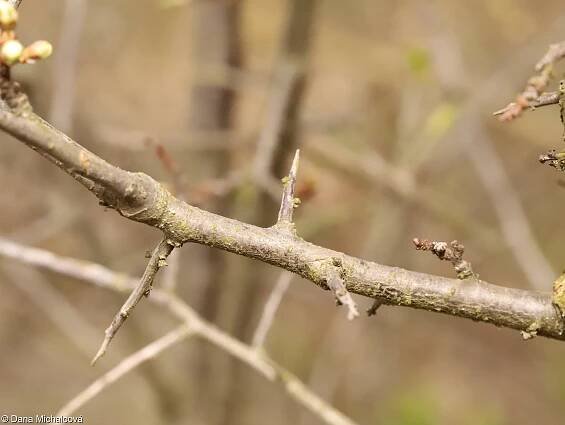 fotografický klíč k určování cévnatých rostlin :: BOTANICKÁ FOTOGALERIE