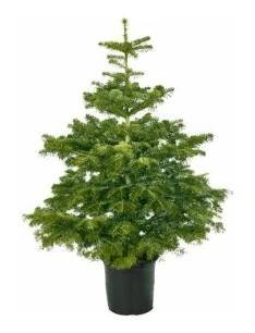 ABC Vánoční stromek v květináči Jedle kavkazská (Abies nordmanniana) 40-60 cm