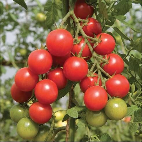 Rajče Red Cherry