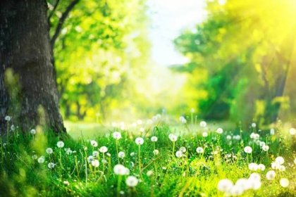 Nádherná Jarní krajina. Park se starými stromy, zelenou trávou a dandelii — Stock obrázek