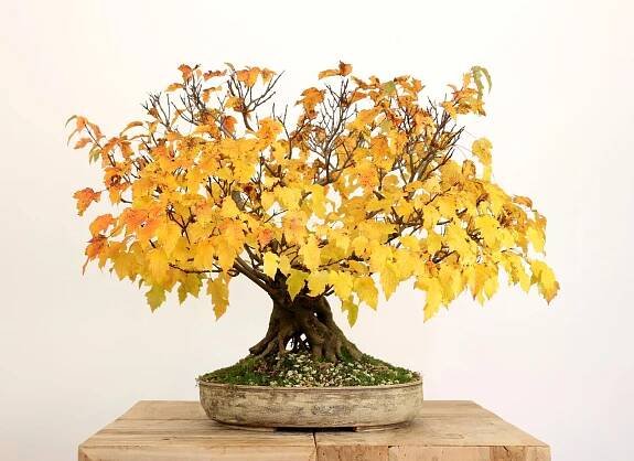 Acer ginnala 01 – BonsaiMoravia