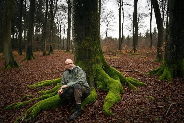 German Forest Ranger Finds That Trees Have Social Networks, Too