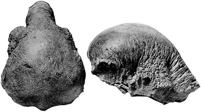 Colepiocephale