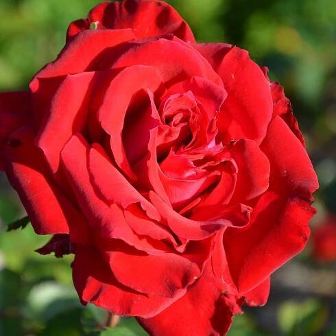 a red rose is blooming in the garden