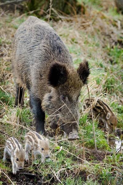 Sudokopytníci prasatovití | Štěpán Mikulka | Wildlife fotograf