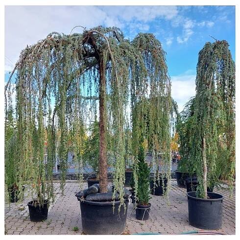 Cedrus Atlantica Glauca Pendula, cedr himalájský převislý, výška sazenice 80-120 cm, kontejner