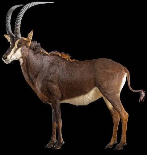 Best SABLE Taxidermy South Africa