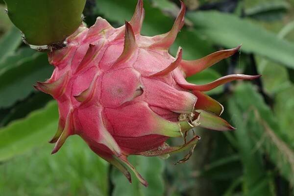 Vážka (Hylocereus undatus)