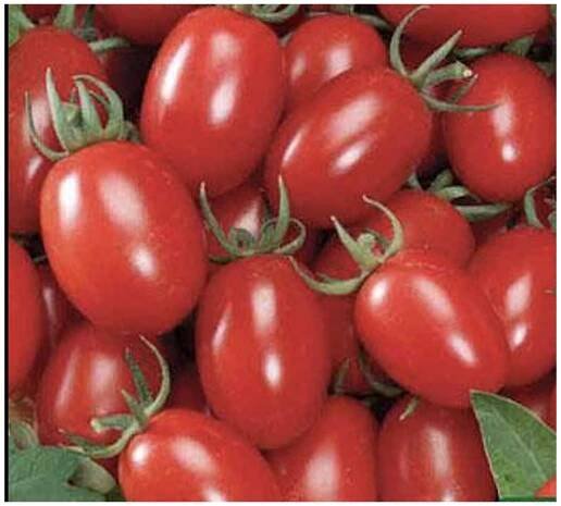 Rajče tyčkové Mandat F1 - Culina Botanica