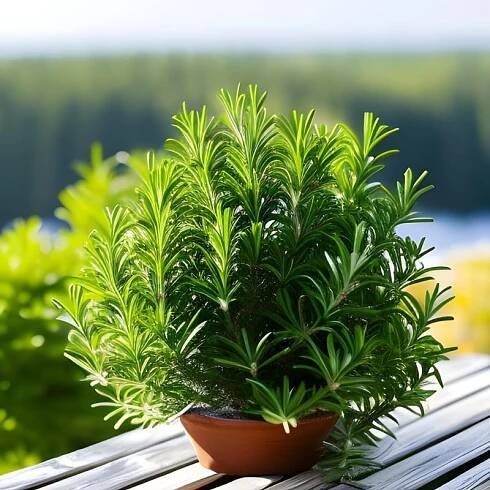 Rosemary - PlantyPedia