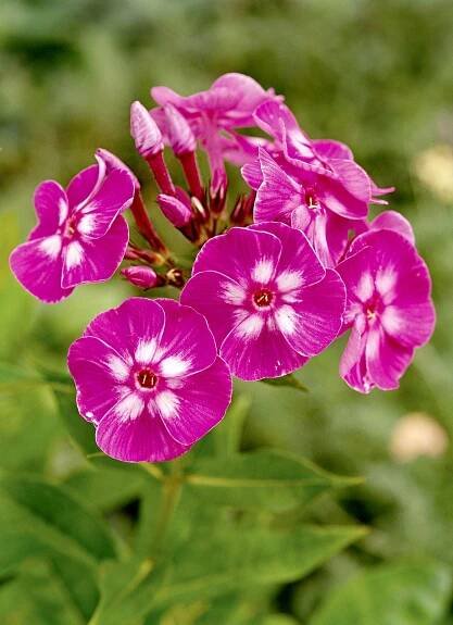 purple and white Laura phlox