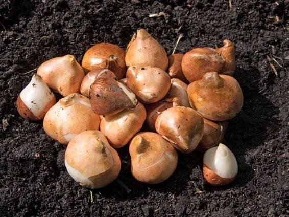 zpracování tulipánů