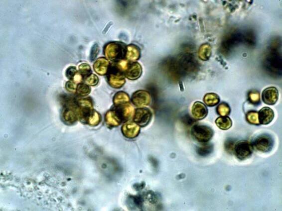 Trebouxiophyceae