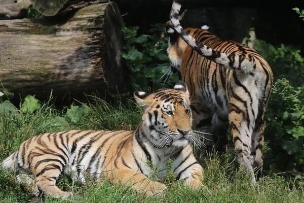 Zoo na Hluboké o svátcích navštívilo plno lidí. Představila se jim i mláďata