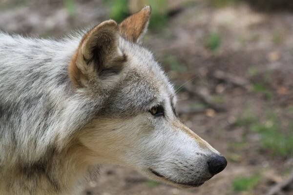 Wolf – Wikipedia