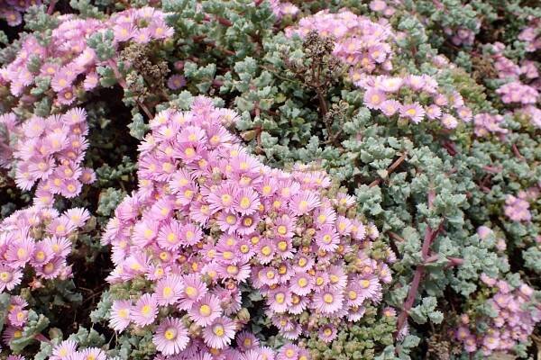Riego Oscularia deltoides