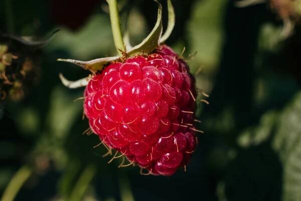 a close up of a raspberry on a plant