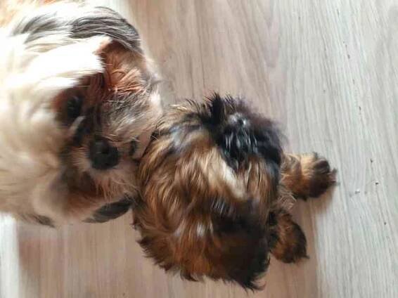 Prodej štěnat shih- tzu bez PP - foto 6