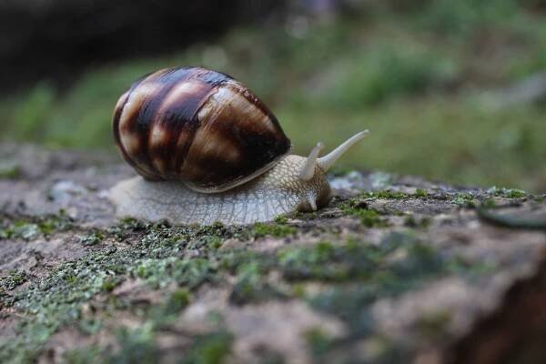 hlemýžď zahradní, měkkýš, bezobratlých, zvířat, fauna