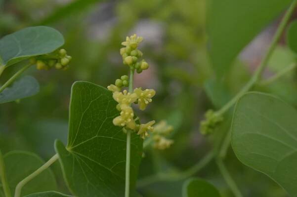 Tinospora cordifolia – eFlora of India