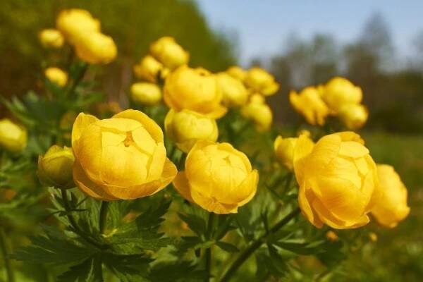 39 Facts About Trollius