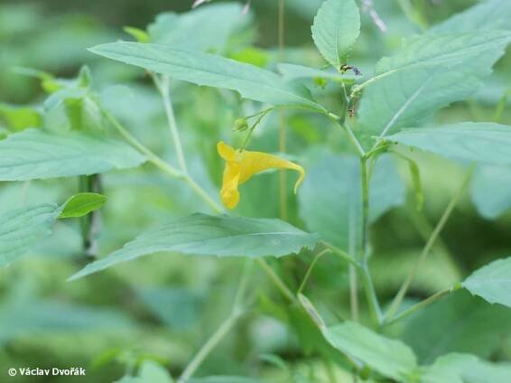 Impatiens noli-tangere - netýkavka nedůtklivá | Balsaminaceae - netýkavkovité | Natura Bohemica