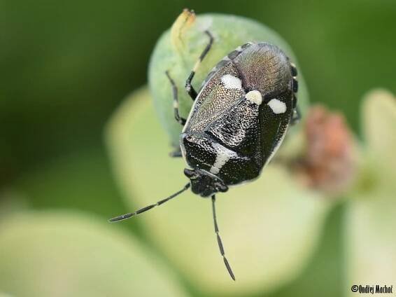 Eurydema oleracea - kněžice zelná | Pentatomidae - kněžicovití | Natura Bohemica