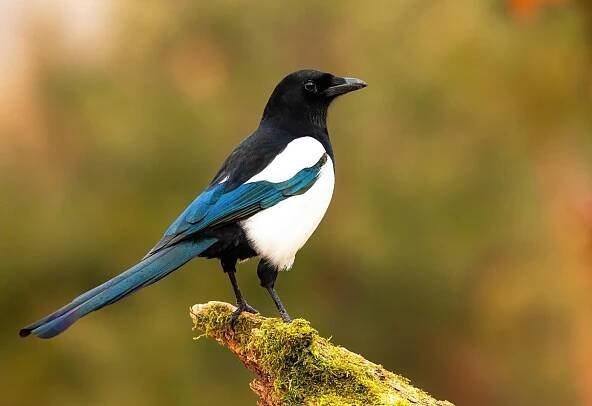 19-interesting-facts-about-magpies
