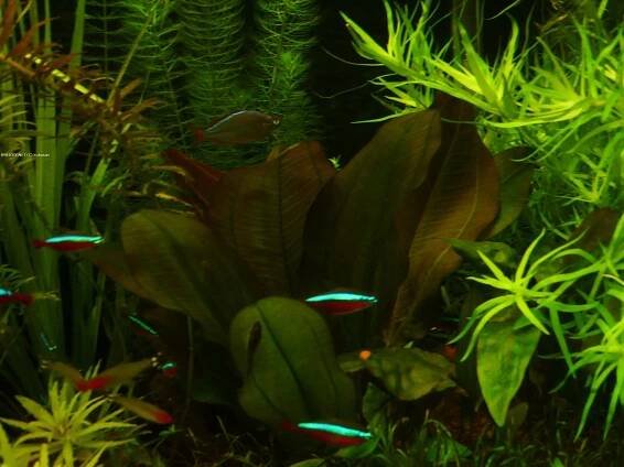 Echinodorus 'Kleine Bär' - šípatkovec 'Kleine Bär'