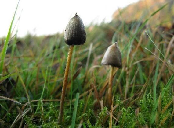 Lysohlávka kopinatá (Psilocybe semilanceata)