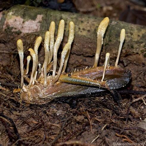 Jak houba cordyceps funguje?