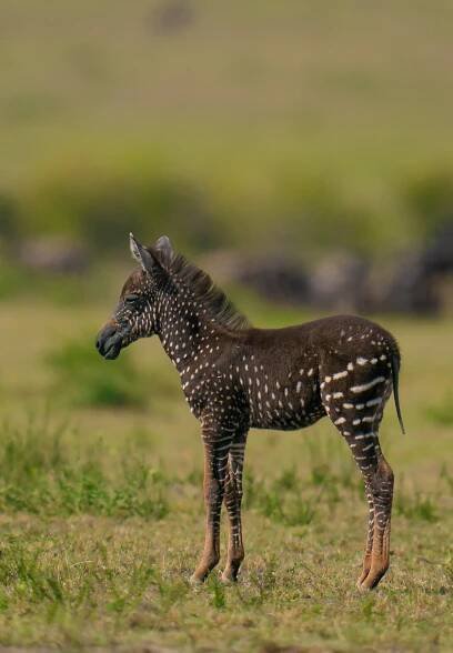 masai mara on Tumblr