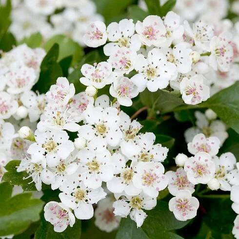 Hawthorn Crataegus monogyna