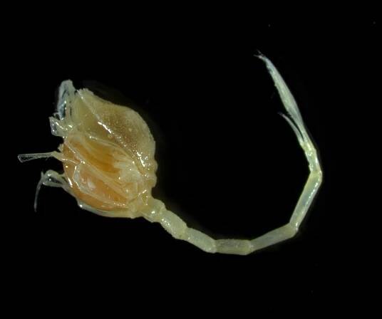 Scientists Discover 100 New Species Of Marine Life In A Rift Off New Zealand's Coast