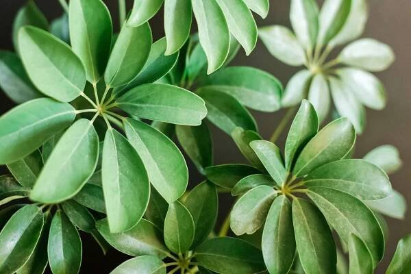 37 Facts About Schefflera