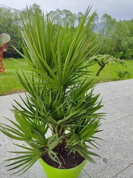 Mrazuvzdorná palma KARLATKA CHAMAEROPS HUMILIS VULCANO