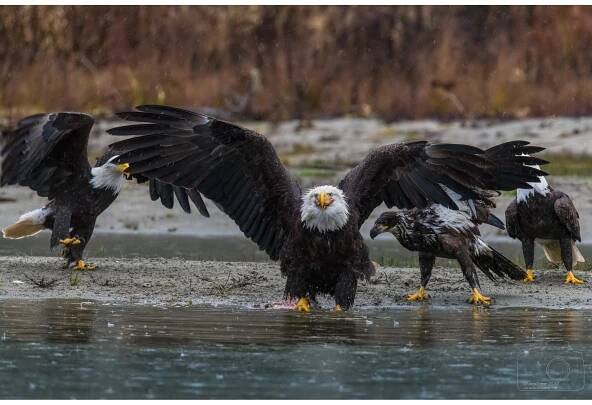 Eagles — Lewis Kemper Photography