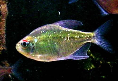 Soubor:Diamond tetra.JPG – Wikipedie