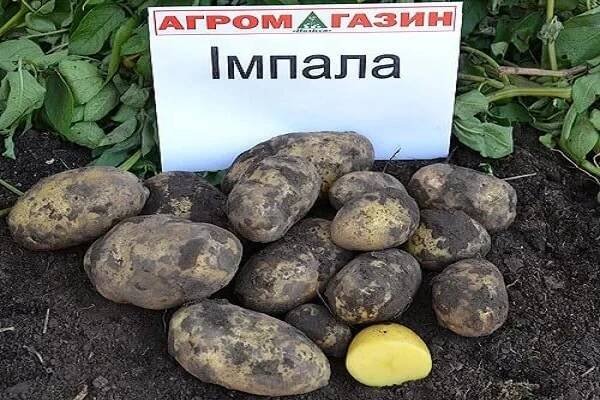 Popis odrůdy brambor Impala, vlastnosti pěstování a péče
