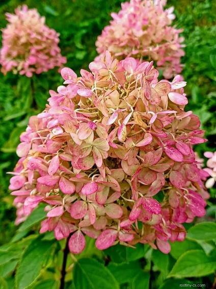 Hortenzie latnatá (Hydrangea paniculata)