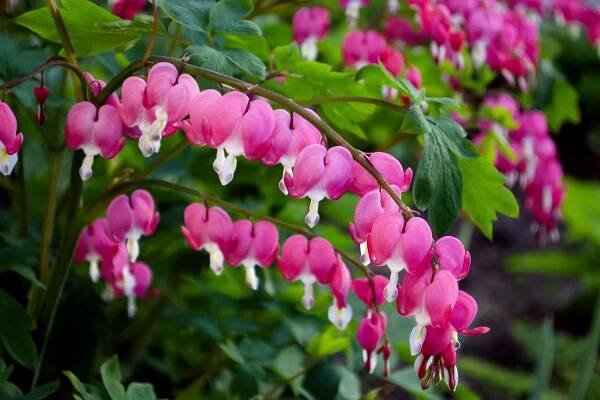Dutchman's Breeches vs. Bleeding Heart: What Are The Differences?