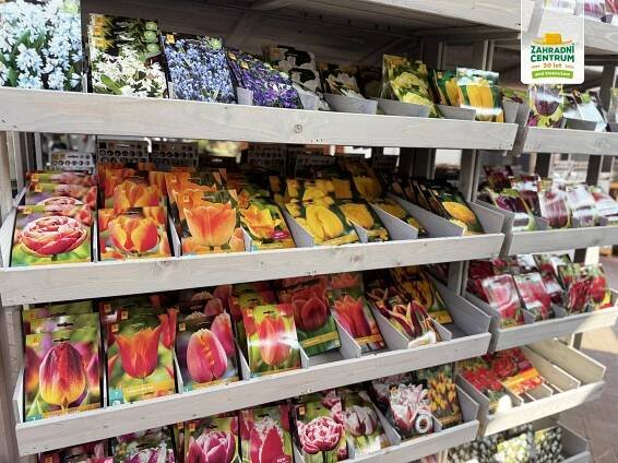 Podzimní cibuloviny již v prodeji - Zahradní centrum pod kloboukem