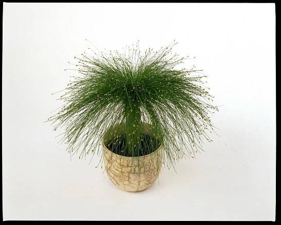 Skřípina/Scirpus cerneus