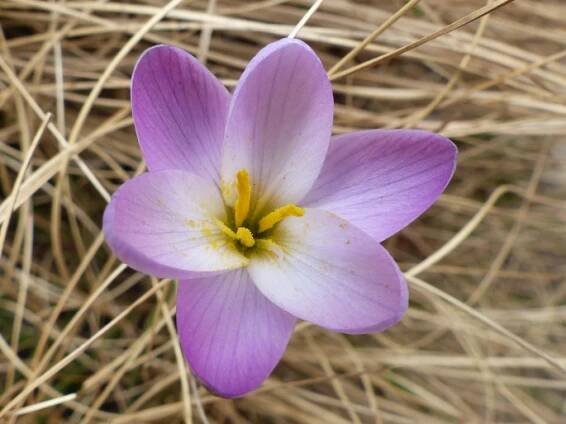 HESPERANTHA SCHELPEANA Hilliard et B. L. Burtt
